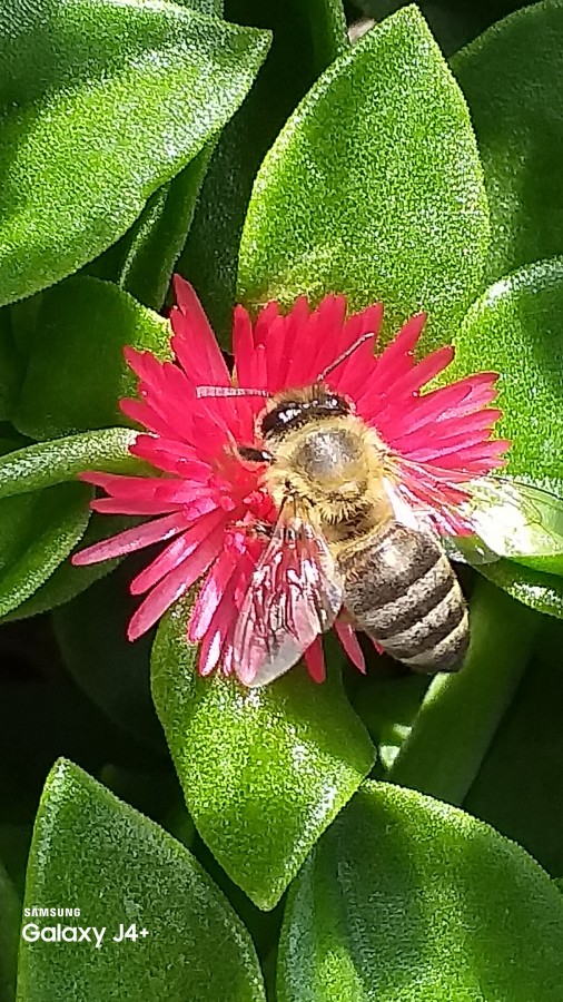 "La abeja" de Ivan Bascary