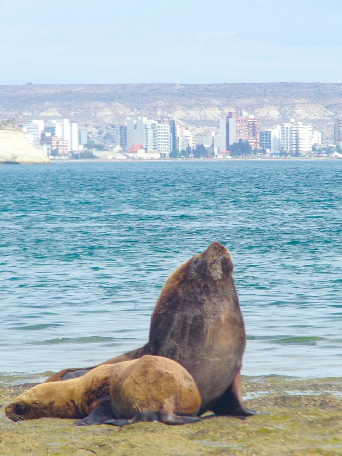 "Puerto Madryn es asi" de Graciela Banegas