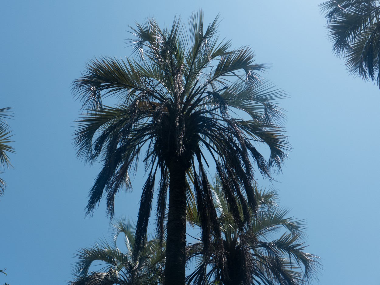 "Palmera Yatay" de Ana Tessler