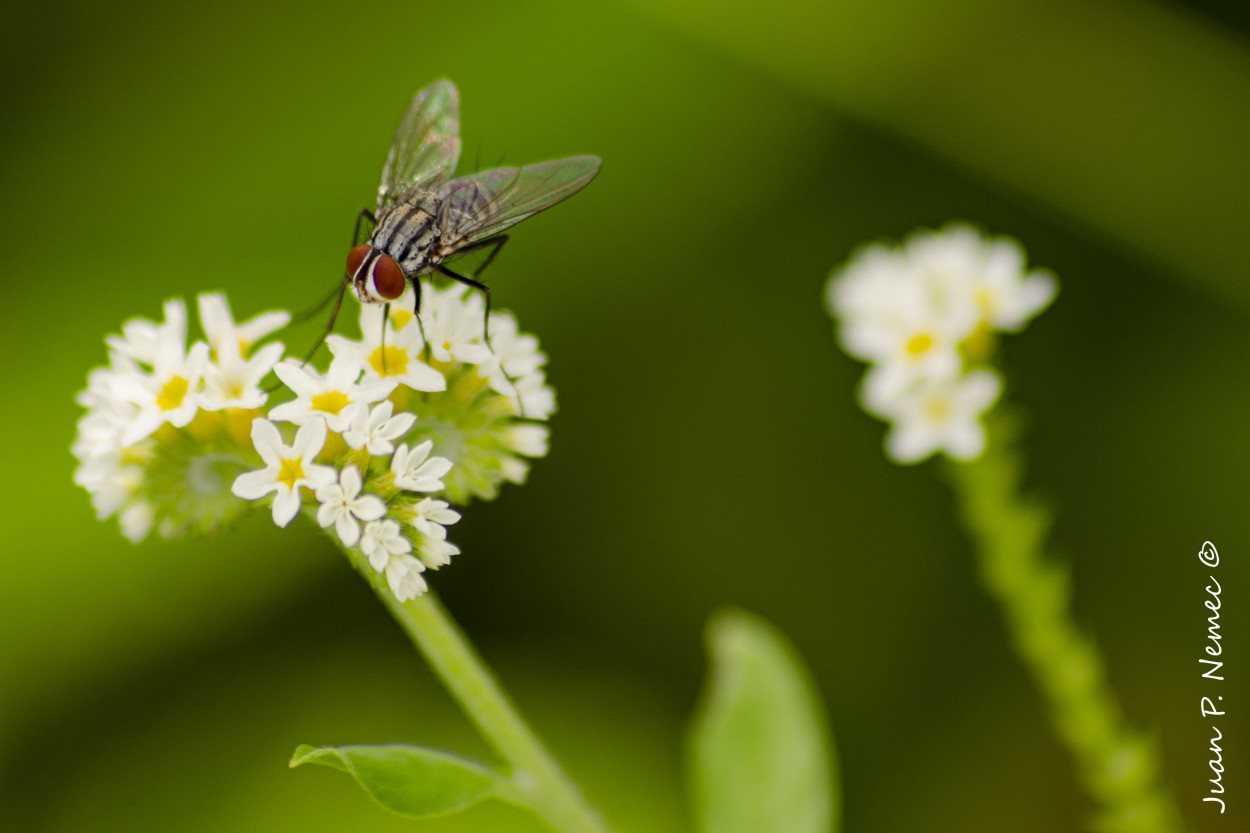 "Flores y mosca" de Juan P. Nemec