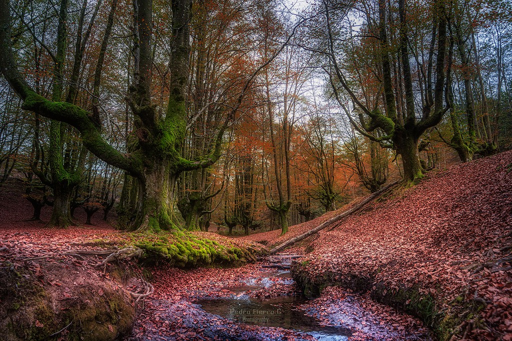 "Colores de otoo..." de Pedro Fierro C Photography