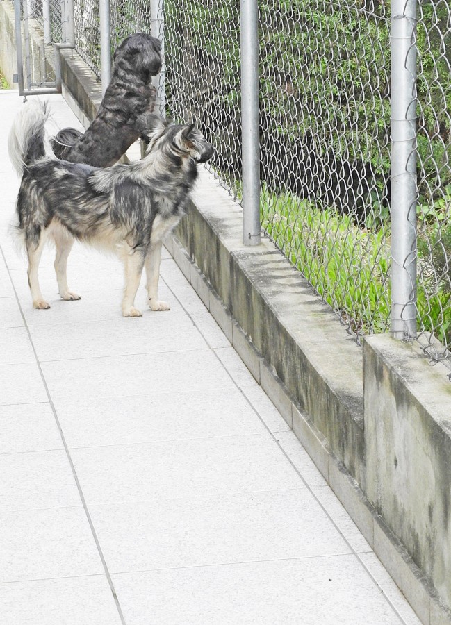 "Curiosidade canina!" de Decio Badari