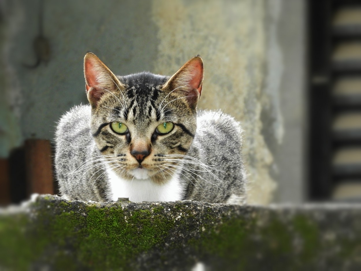 "Um gato que segundo a dona, no gosta de foto!" de Decio Badari