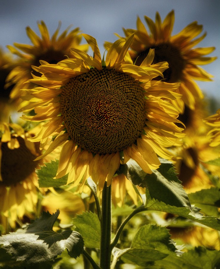 "girasol" de Mercedes Orden