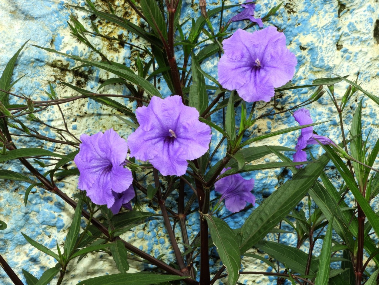 "Flores, algumas flores e atras um muro!" de Decio Badari