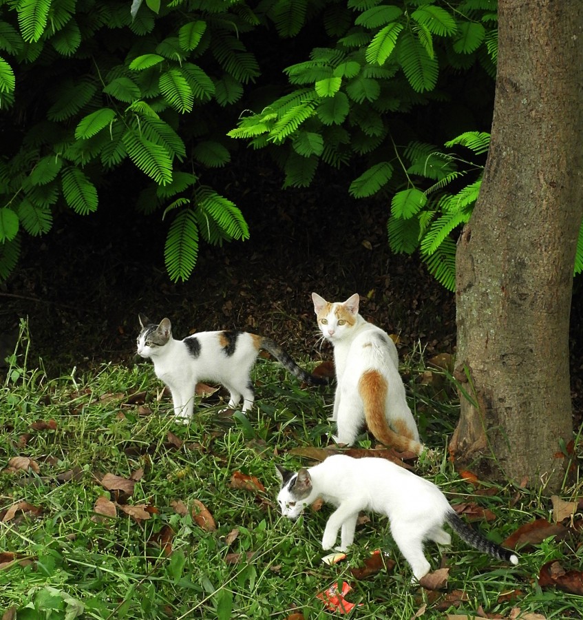 "Um trio felino da beira do rio!" de Decio Badari