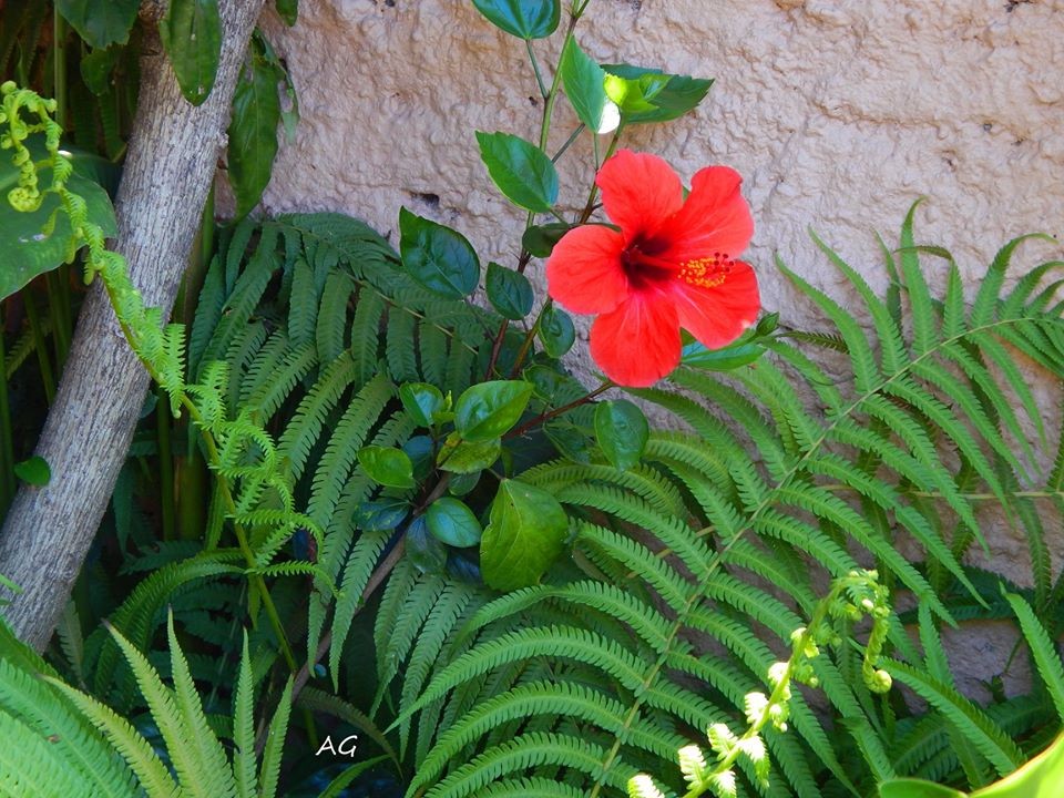 "Rojo vivo" de Ana Giorno