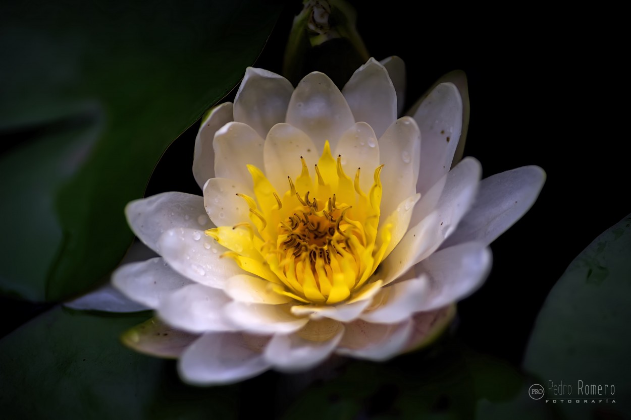 "Flor de Nenufar" de Pedro Romero