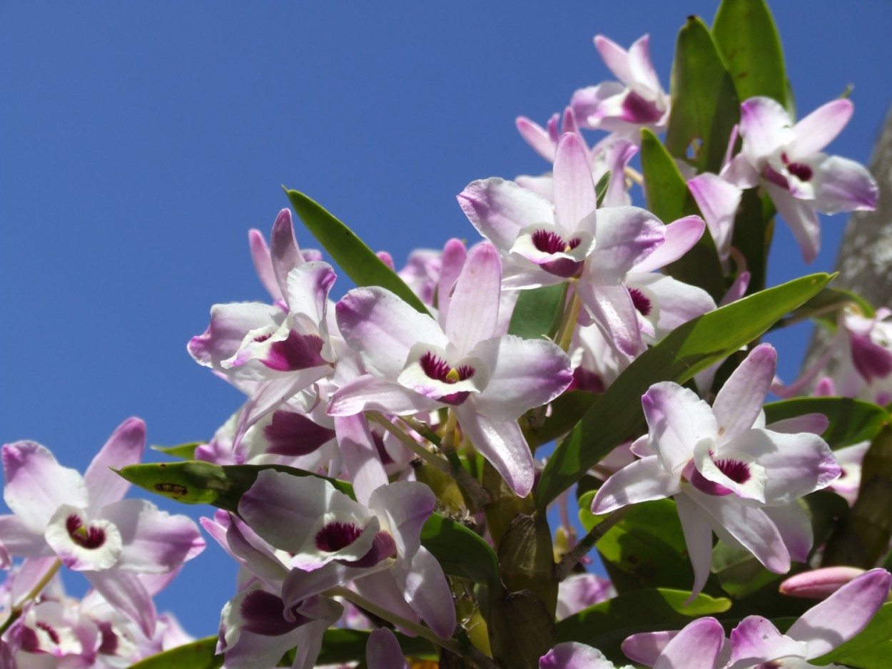 "Orqudea Olhos de Boneca" de Decio Badari