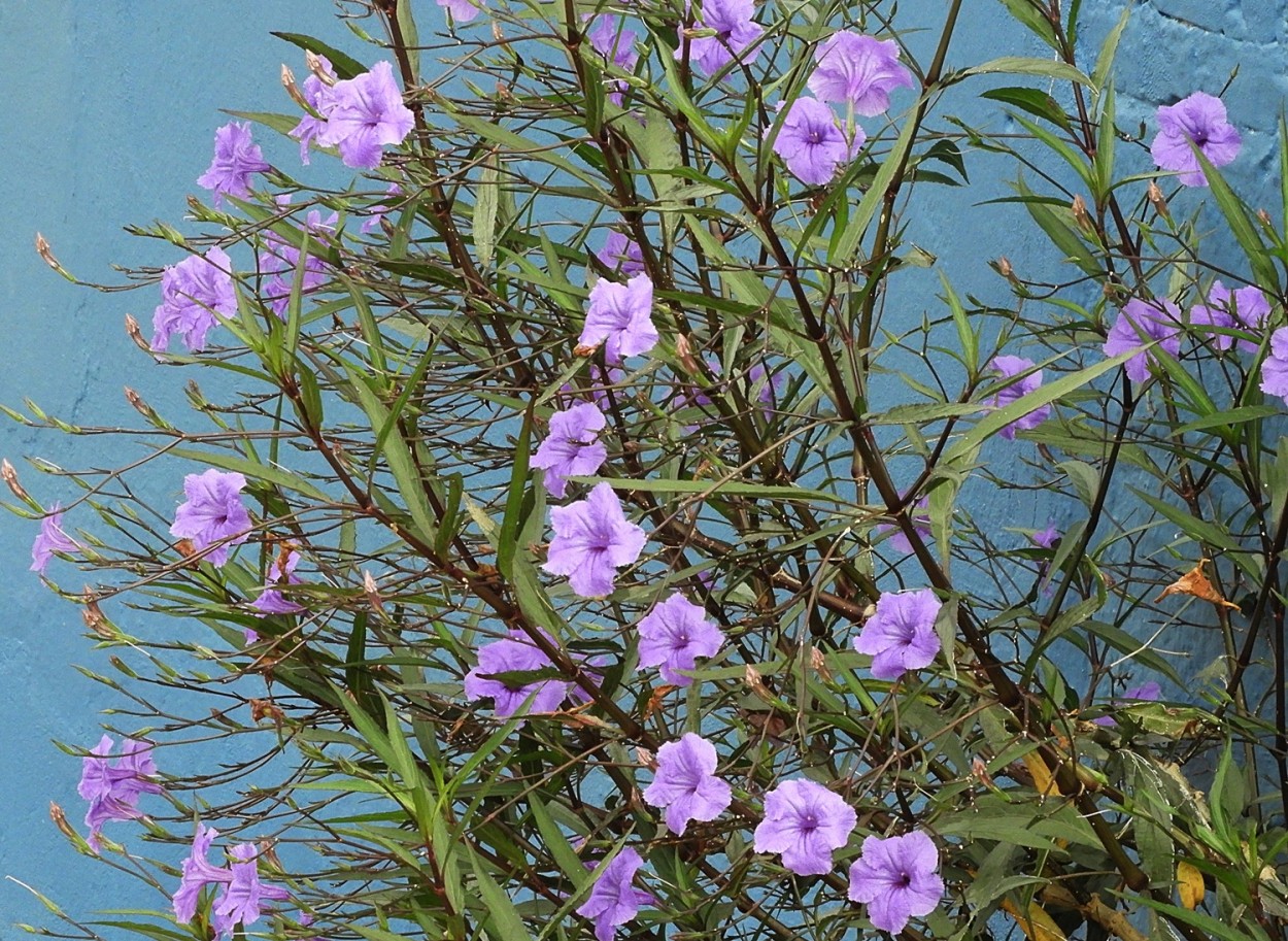 "A florada de uma flor muito curiosa!" de Decio Badari