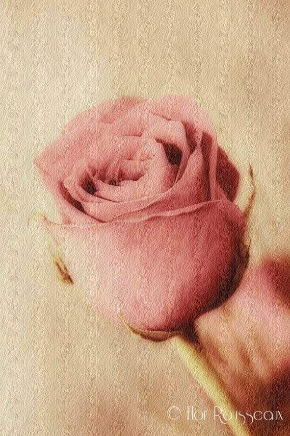 "`No te rindas`" de Mara Florencia Rousseaux (flor)