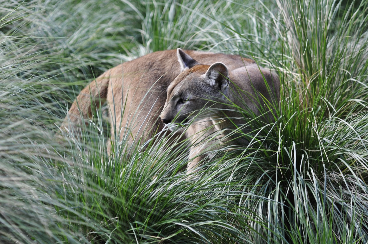 "Puma" de Roberto Amilcar Mohamed