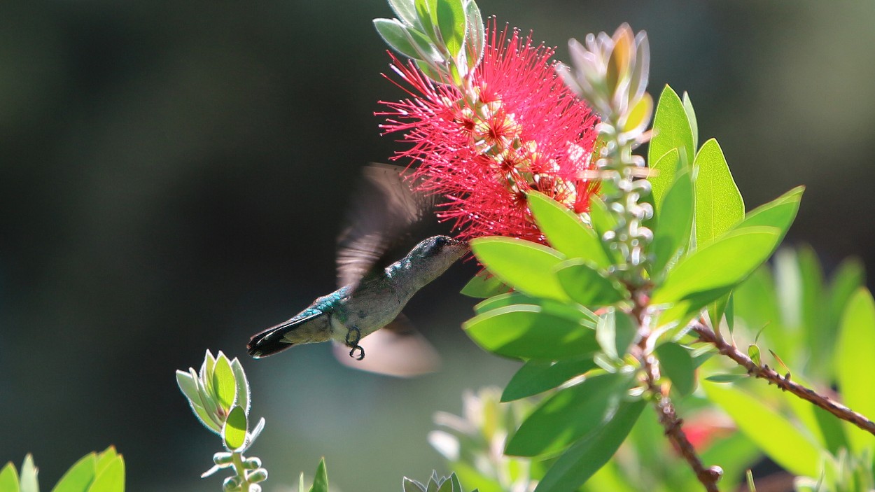 "The Colibri" de Fernando Robledo