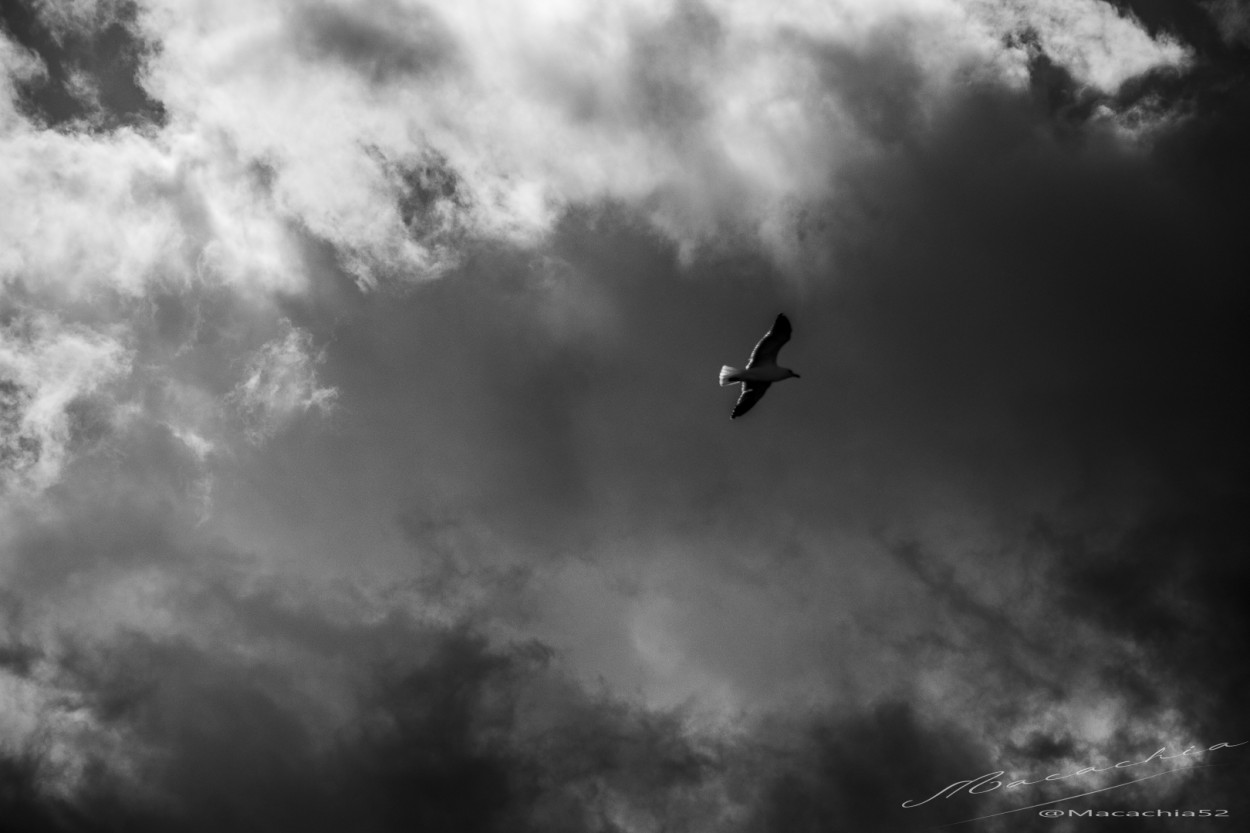 "`Vuelo hacia la noche`" de Mara Del Carmen Chiavaro