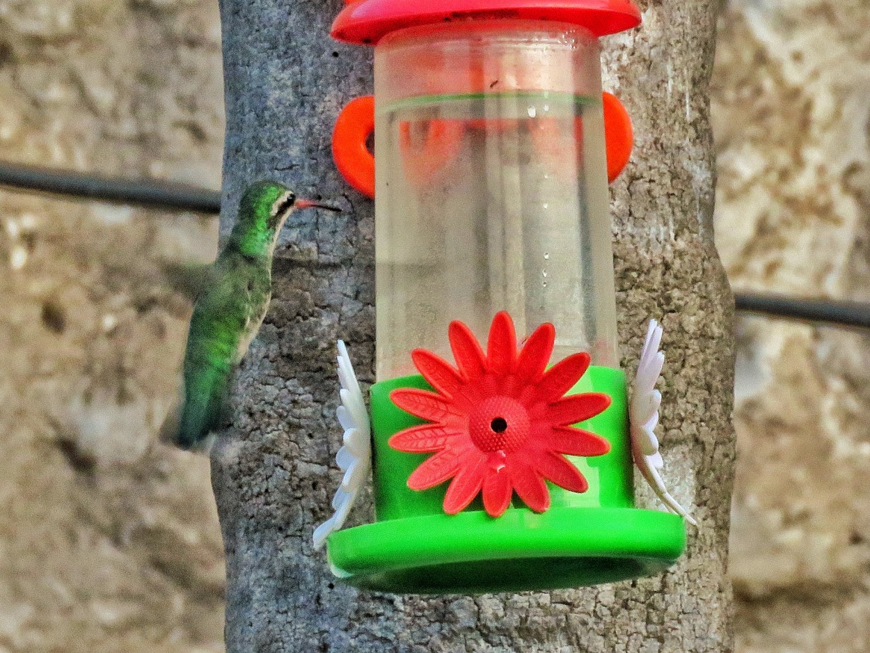 "Mi primer colibr" de Marcela Vargas