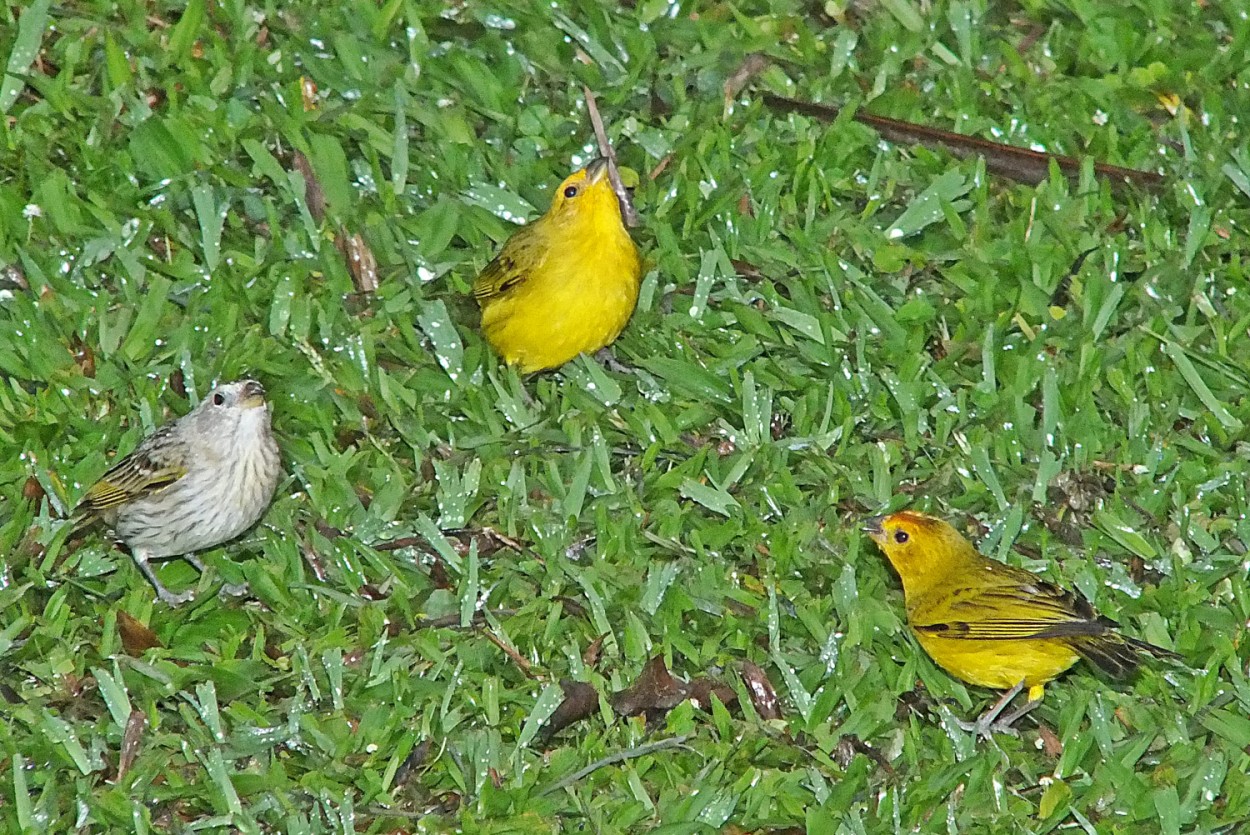 "Canario-da-terra, 2 machos, 1 fmea e a chuva!" de Decio Badari