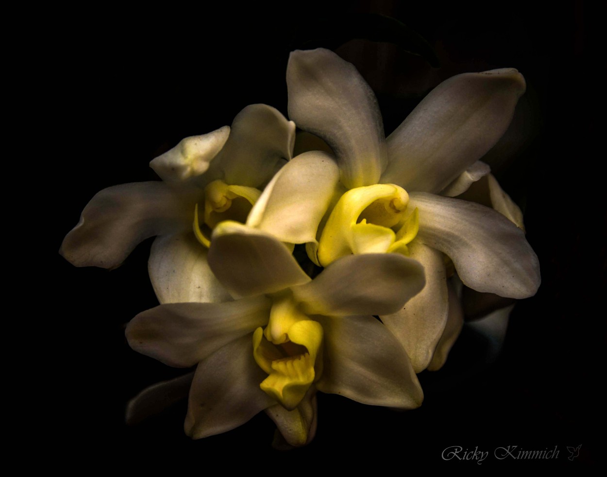 "Orqudea : Chysis Bractescens" de Ricky Kimmich