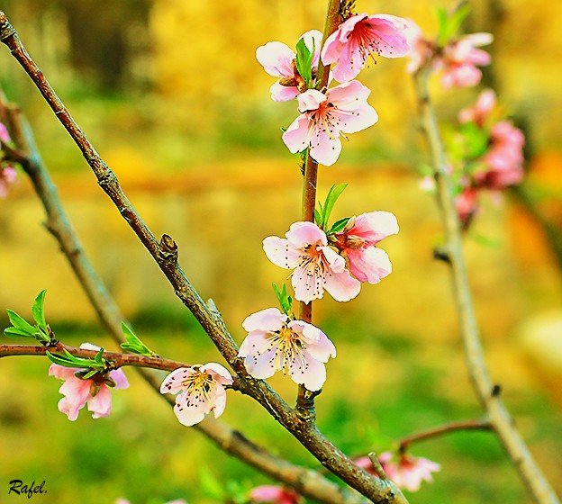 "Apuntes de primavera.  Feliz domingo." de Rafael Serrano Arguedas