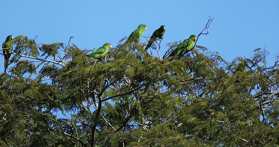 "Foi difcil de localizar, o verde sobre o verde!" de Decio Badari