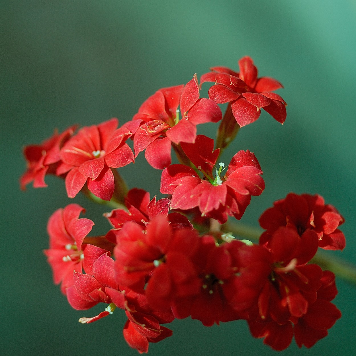 "Flor bonita" de Daniel Alberto Sapag