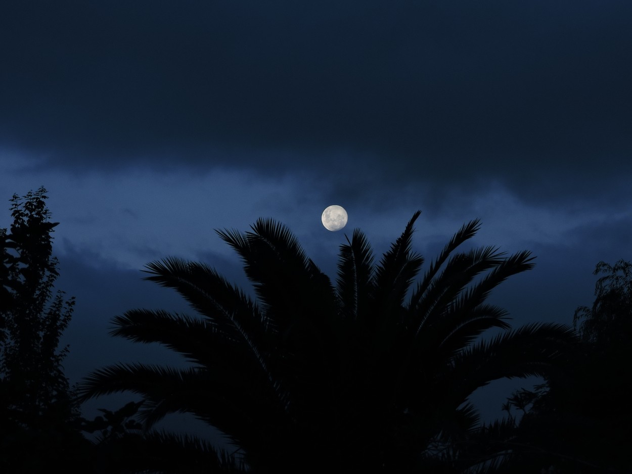 "Noche de luna" de Maria Del Carmen Capacio