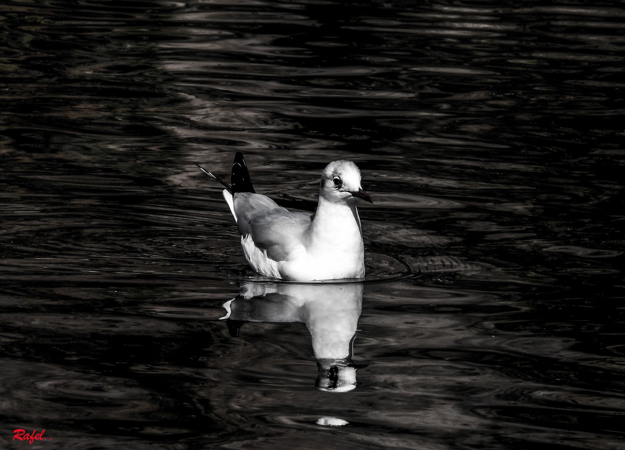 "La gaviota." de Rafael Serrano Arguedas