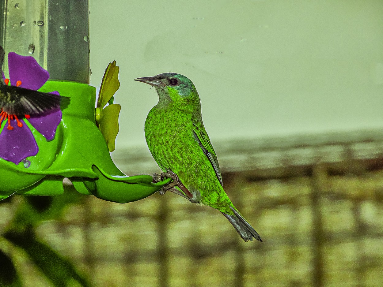 "Pjaro Verde" de Ruperto Silverio Martinez