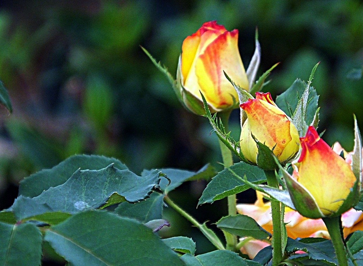 "Cores e perfumes, encantos da me natureza!" de Decio Badari