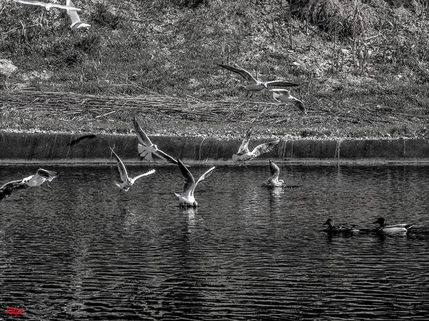 "Las Gaviotas." de Rafael Serrano Arguedas