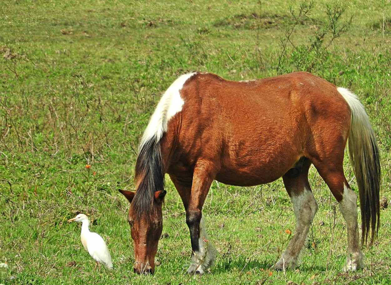 "A convivncia tranquila no campo." de Decio Badari