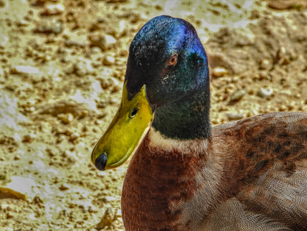 "**El Patito GUAPO **" de Antonio Snchez Gamas (cuky A. S. G. )