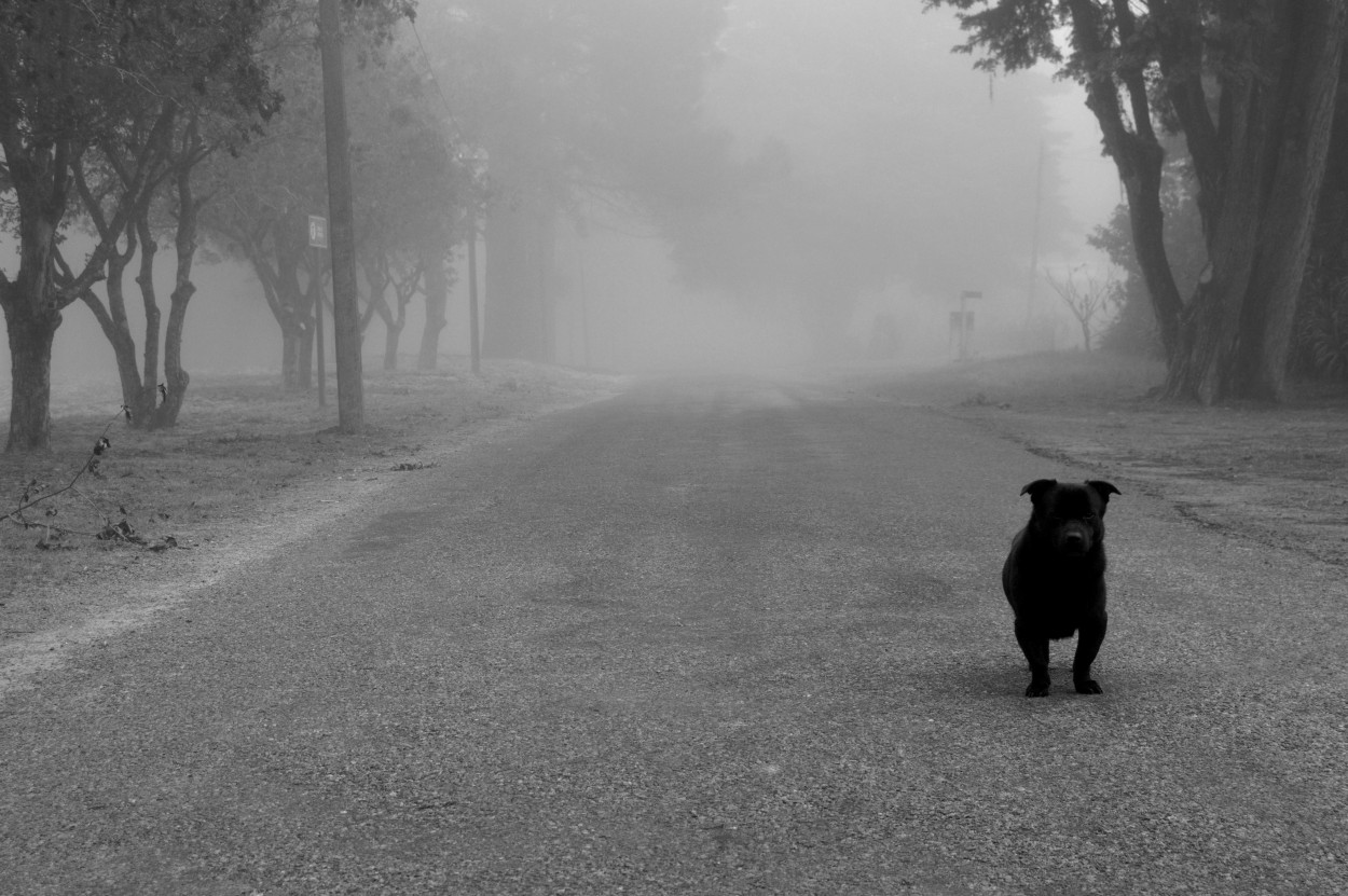 "Das de niebla" de Javier Andrade