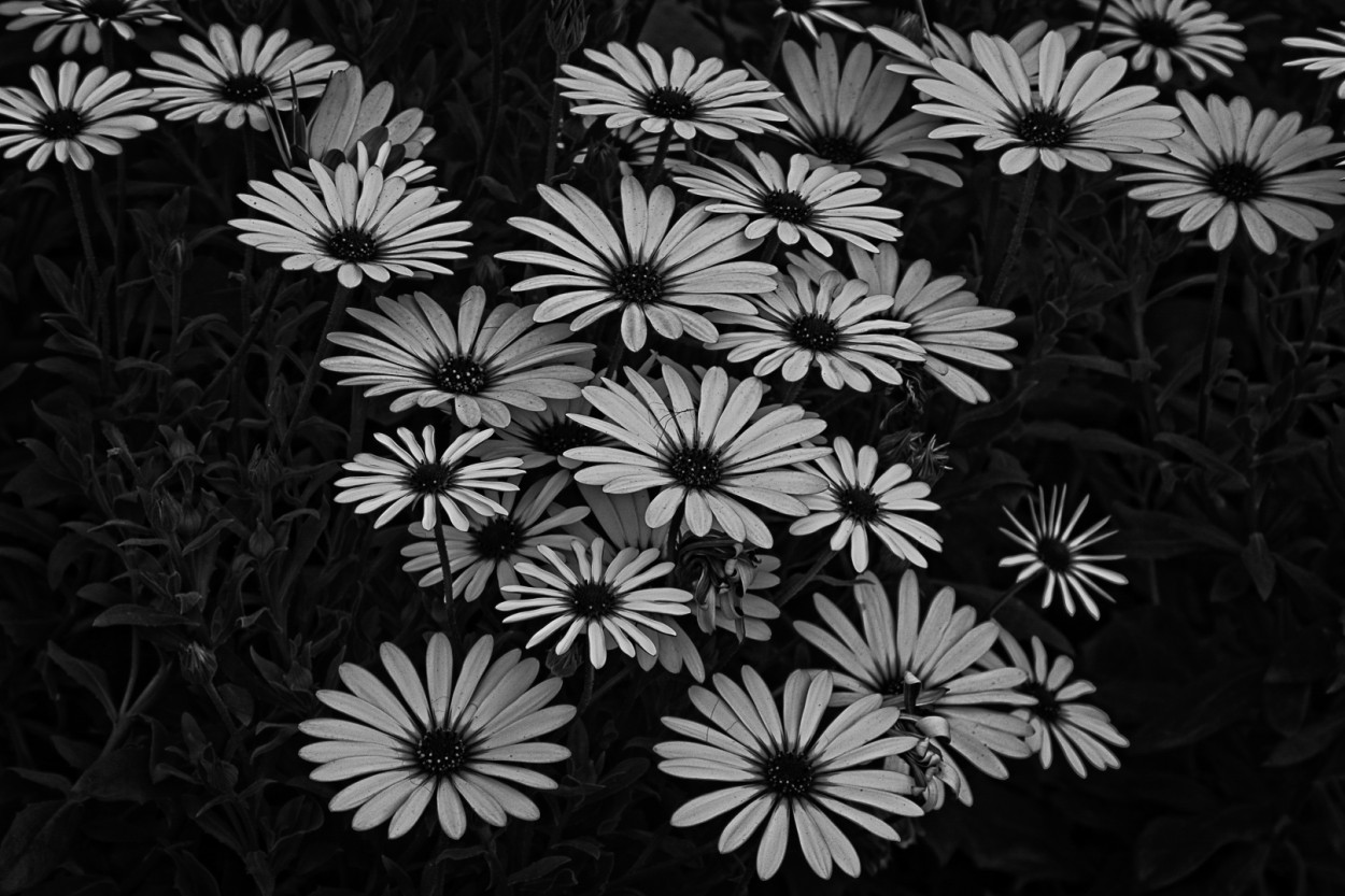 "Flores en bw" de Juan Beas