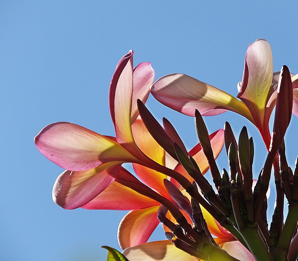 "Luz e sombras nas flores e suas cores." de Decio Badari