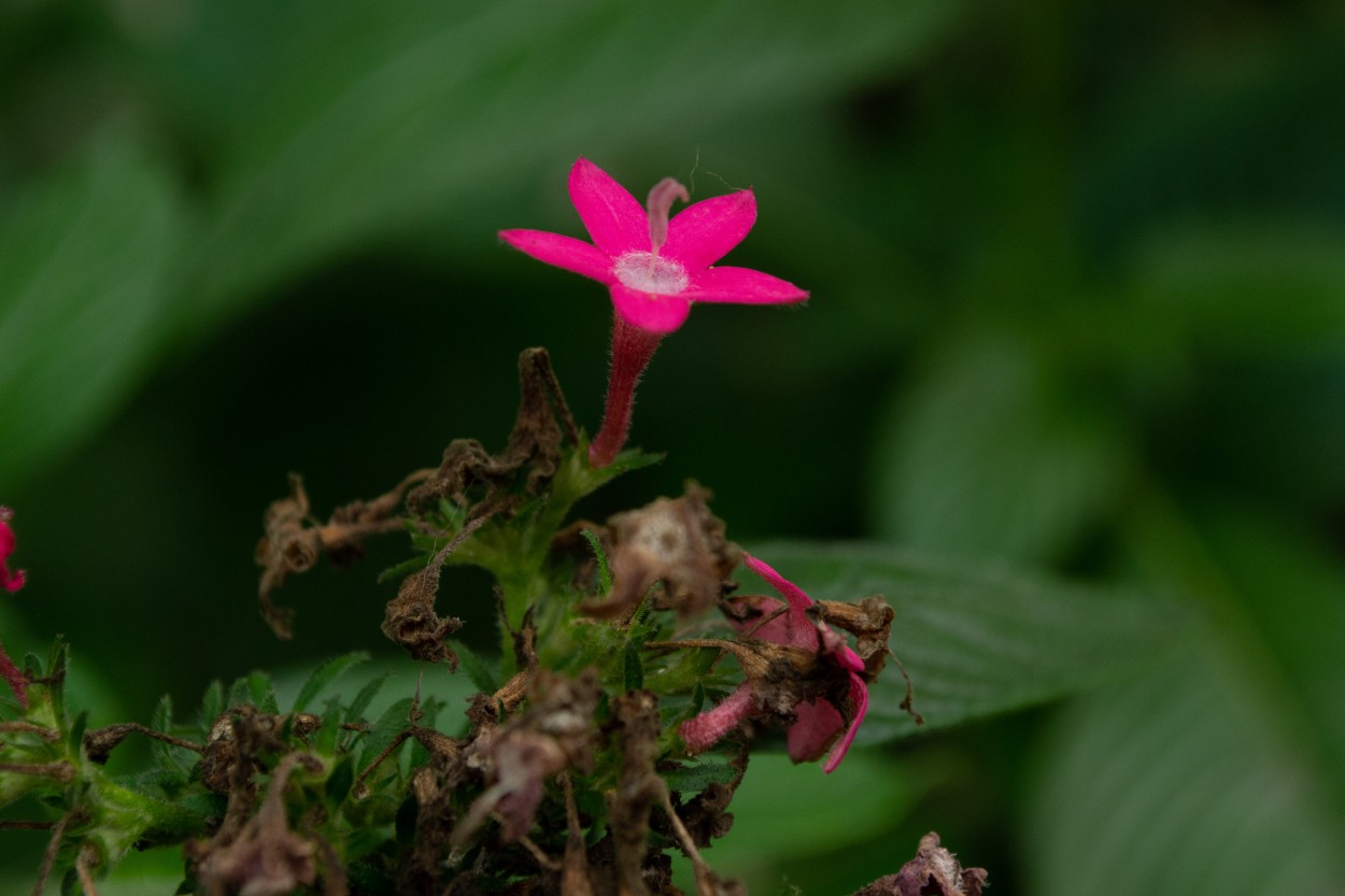 "La ultima flor" de Luis Fernando Ochoa