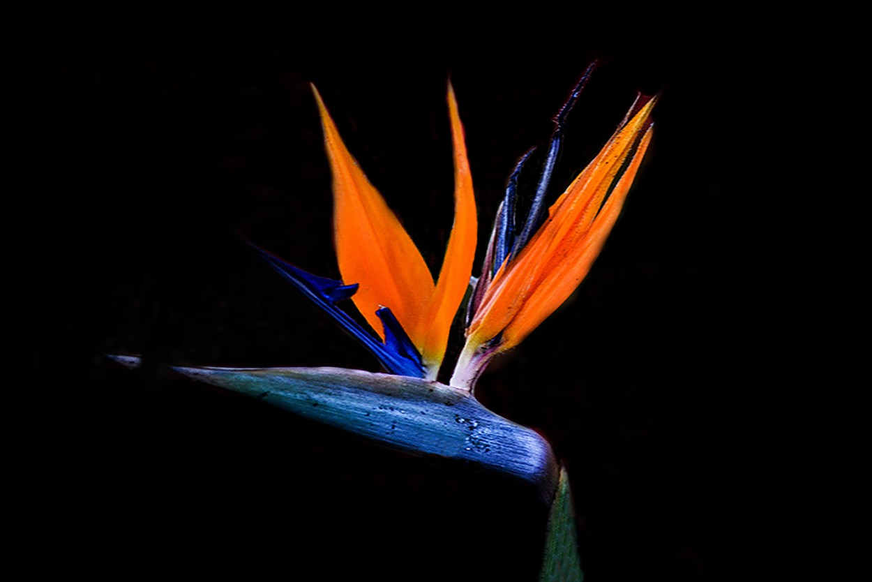 "Flor pjaro" de Eduardo Jorge Pompei