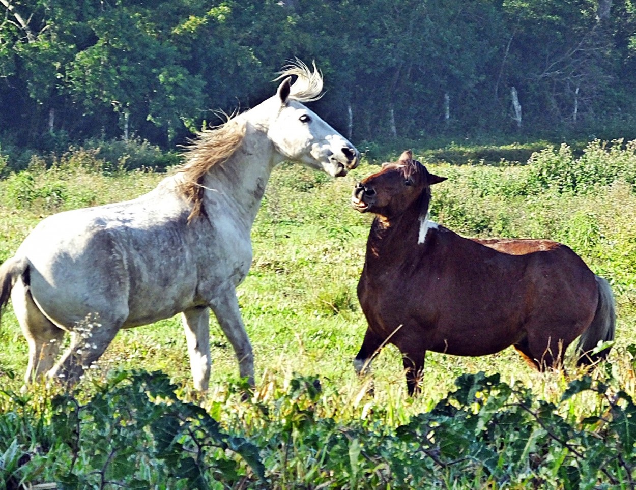 "Um olhar no campo, nesta linda manh!" de Decio Badari