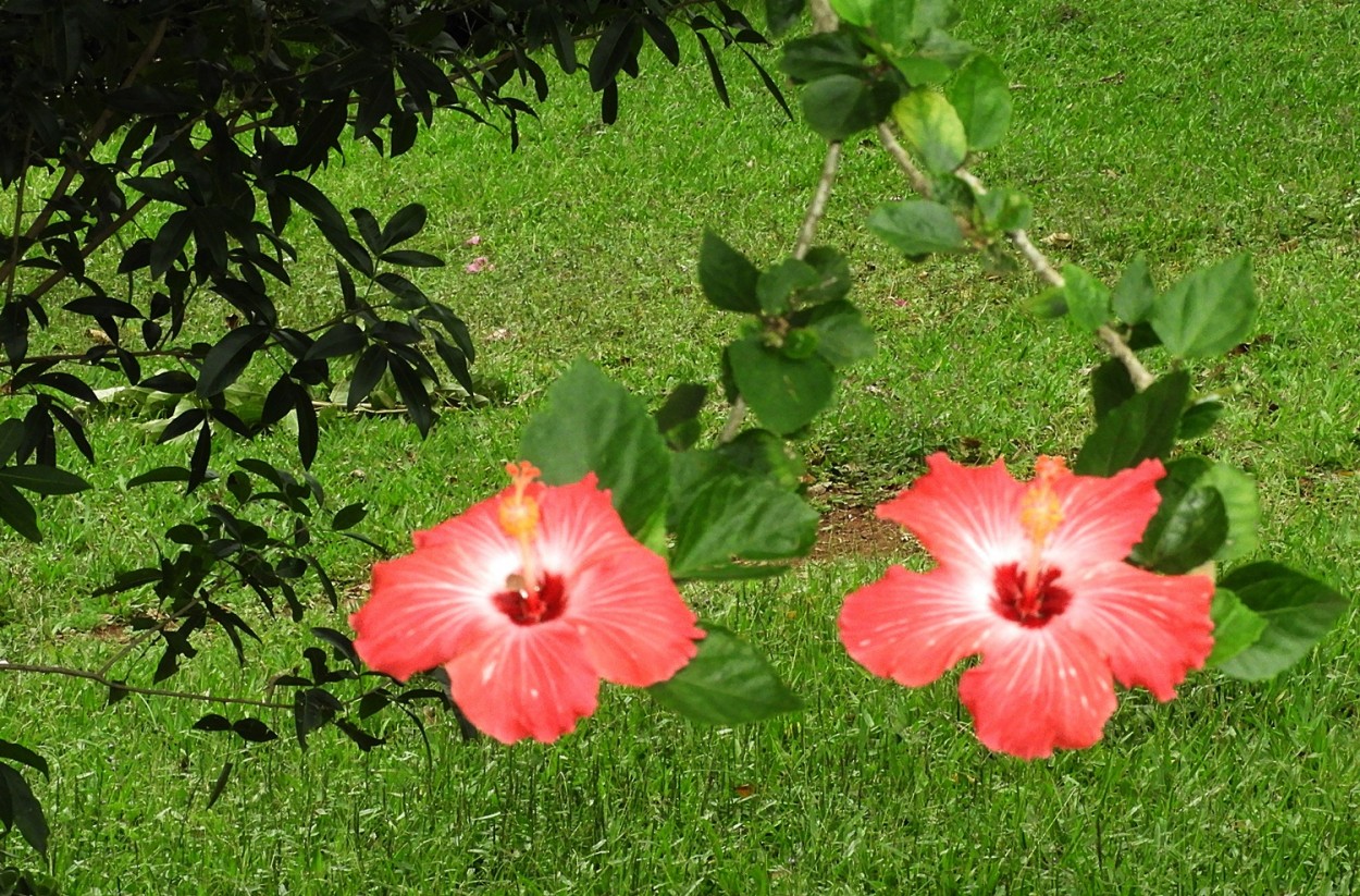 "Meu olhar nestes Hibiscos!" de Decio Badari