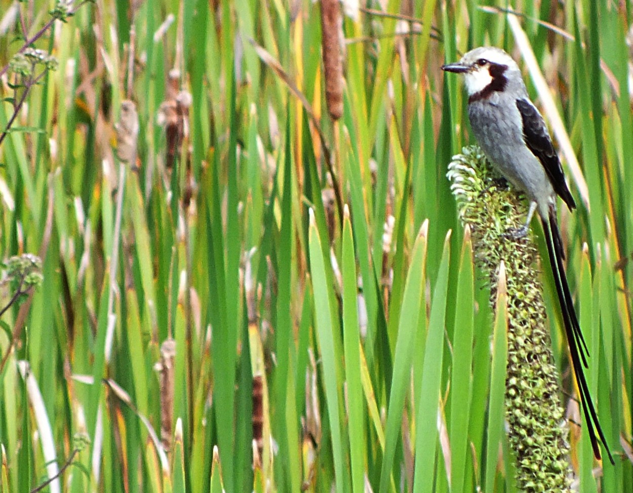 "Uma especie migrante Andorinha-do-campo" de Decio Badari