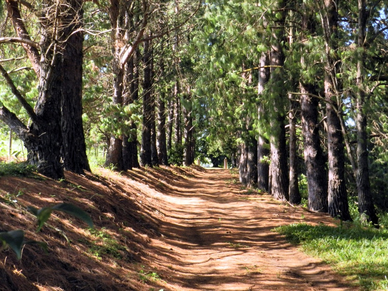 "Minha caminhada matinal, luz,sombras e ar puro!" de Decio Badari