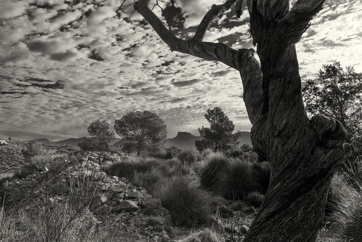 "Paisaje al fondo" de Francisco Jos Cerd Ortiz