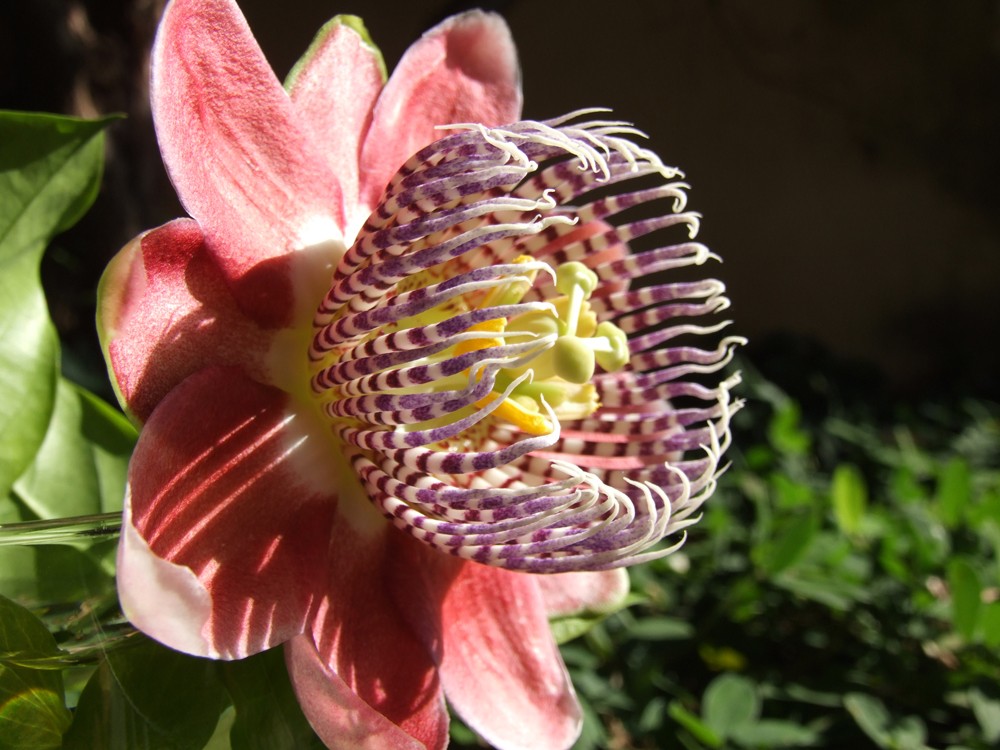 "A flor do Maracuj ou a flor da paixo!" de Decio Badari