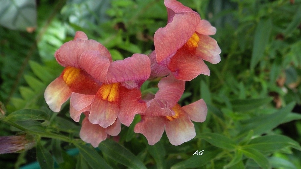 "Flores de la infancia" de Ana Giorno