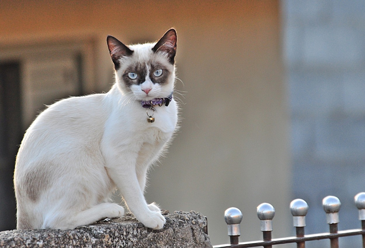 "Um felino de fino trato e j vai passear!" de Decio Badari