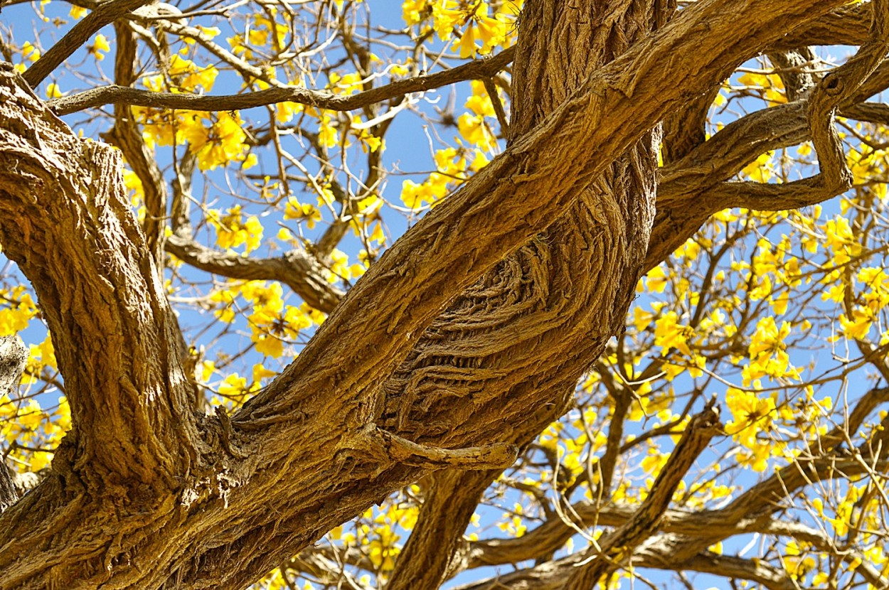 "O Ip-amarelo, seu tronco e galhos, ao do tempo" de Decio Badari