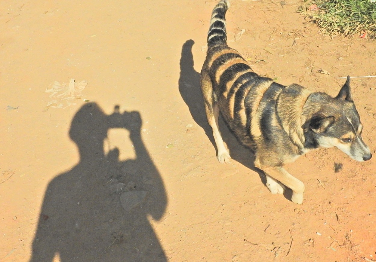 "Um selfie com o co ` Jamaico` que quase......" de Decio Badari