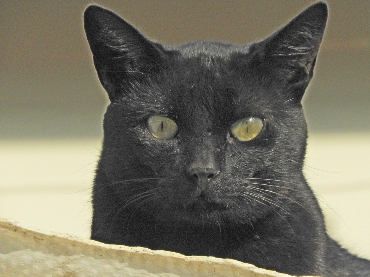 "O gato preto esperando a nossa ` Pretinha `" de Decio Badari