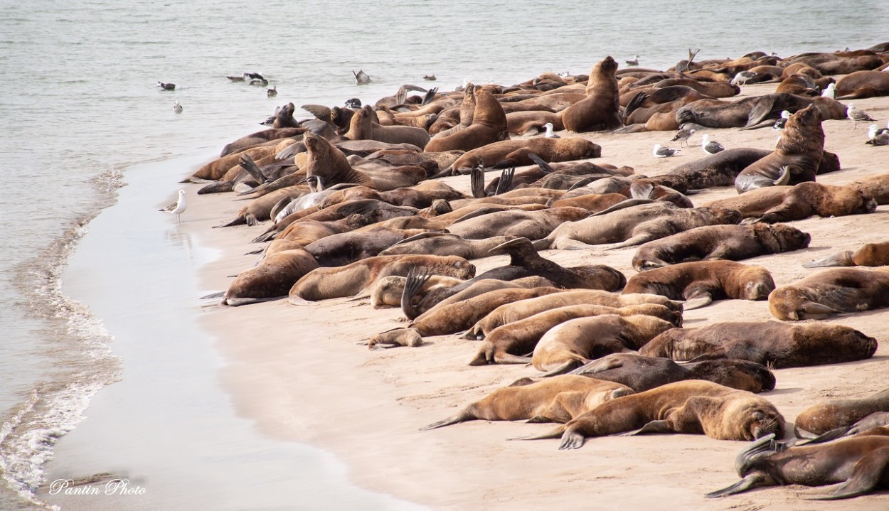 "SIESTA" de Daniel Pantin