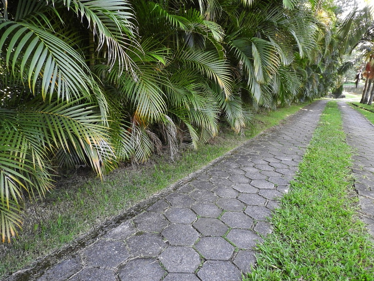 "Em tempo de `Coronavirus`, novos tempos!" de Decio Badari