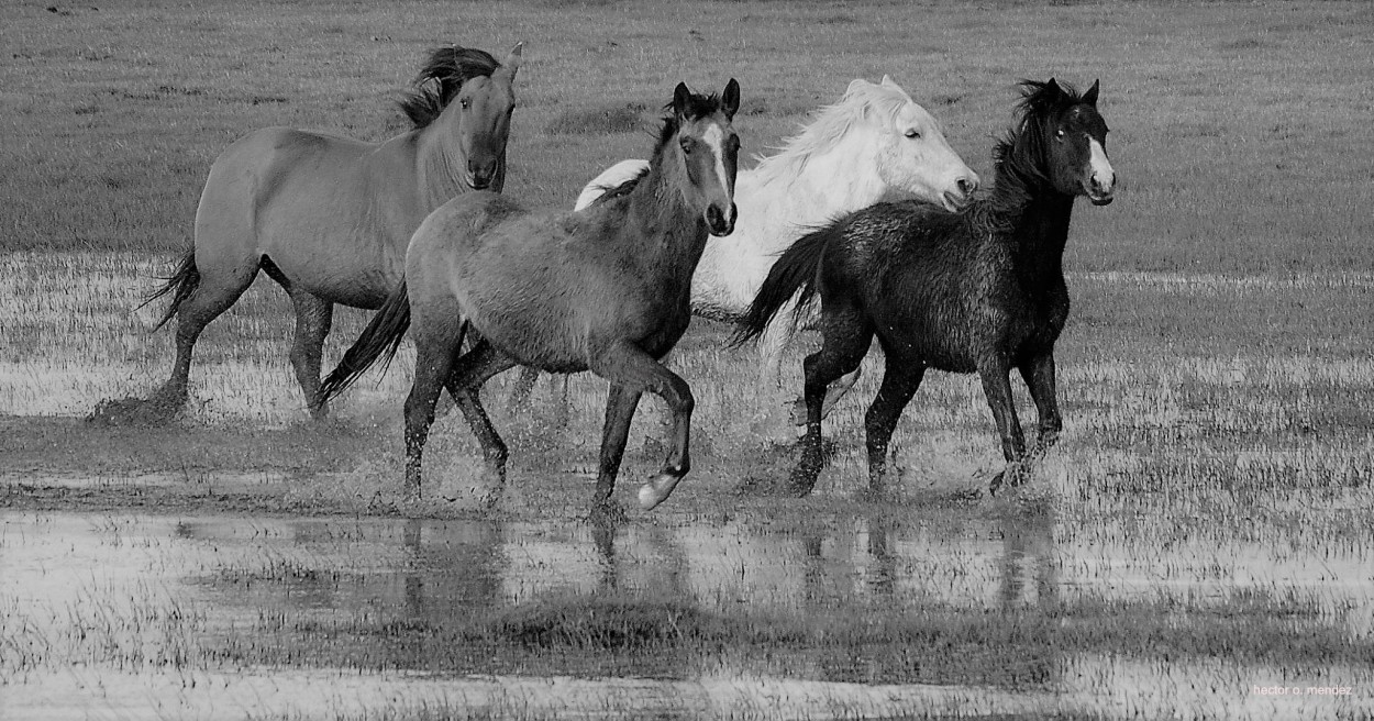 "Libres" de Hector Mendez